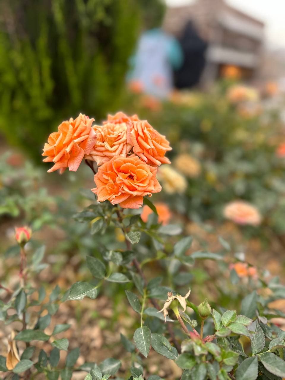 تصویر مقاله